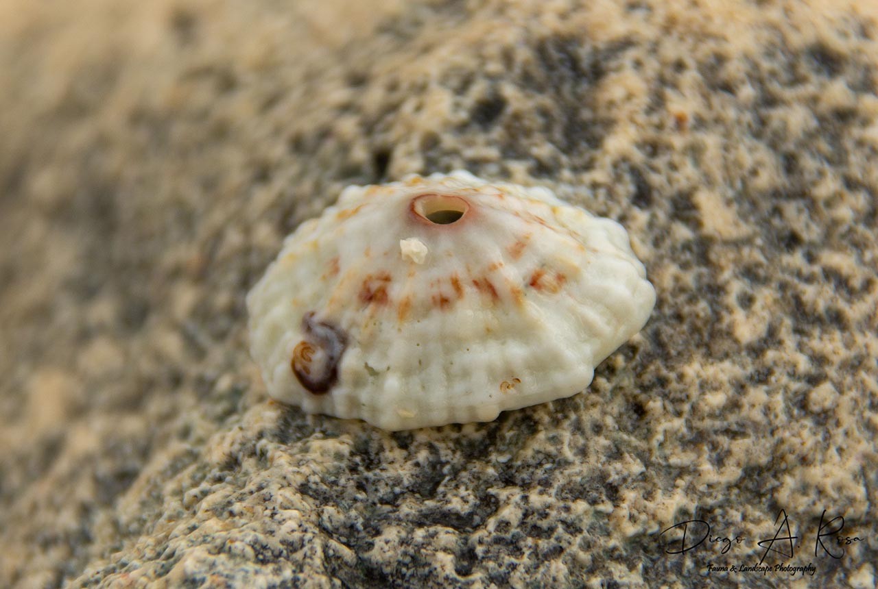 Fissurella&nbsp;barbadensis