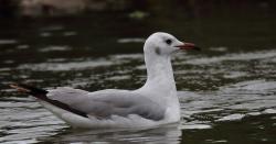 Foto Gaviota Capucho Gris