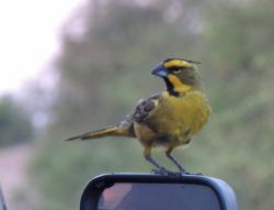 Foto Cardenal Amarillo