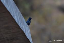 Foto Golondrina Negra