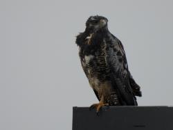 Photo Águila Mora