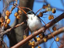 Foto Golondrina Ceja Blanca