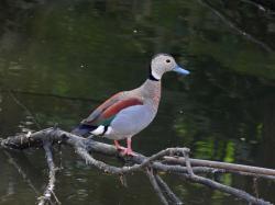 Photo Pato de Collar