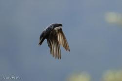 Photo Golondrina Barranquera