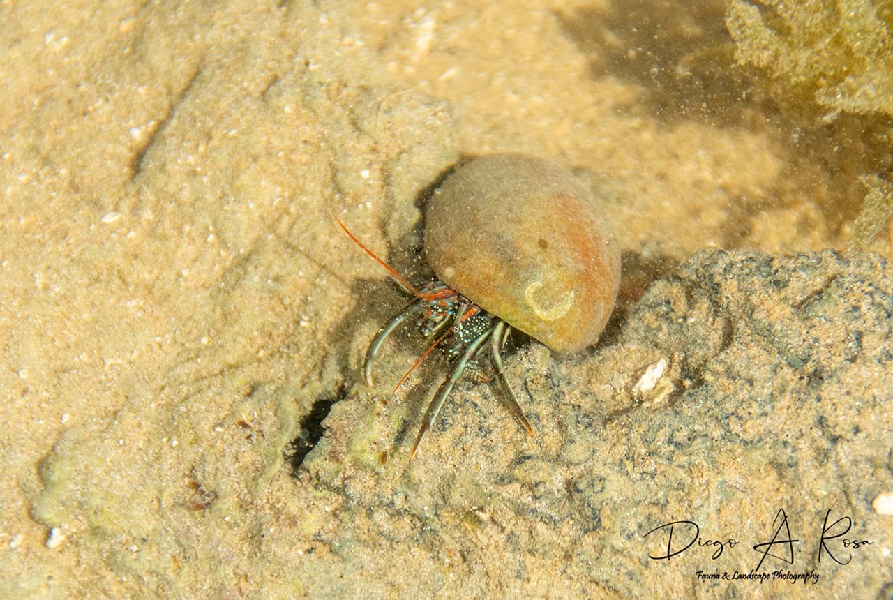 Clibanarius&nbsp;antillensis