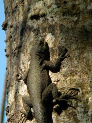 Foto Lagarto Trepador