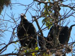 Foto Jote Cabeza Negra