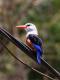  (Halcyon leucocephala)