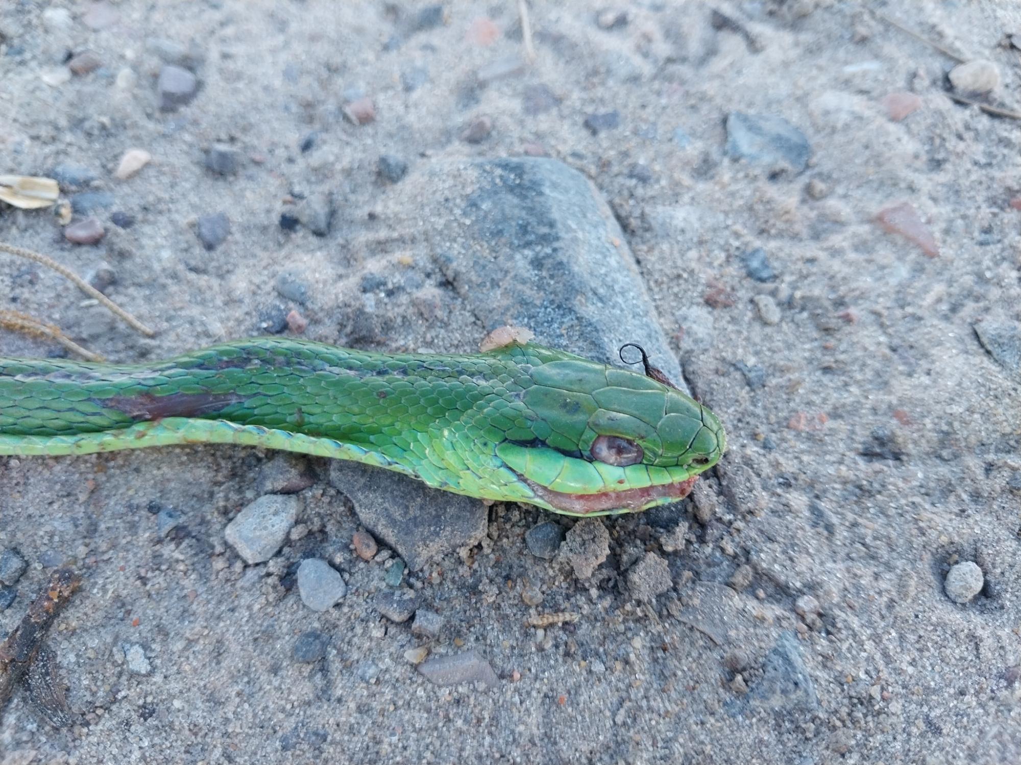 Foto Culebra de Olfers