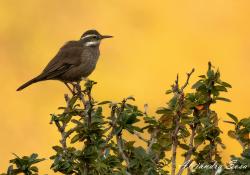 Photo Remolinera Araucana