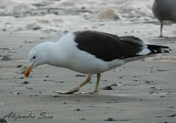 Foto Gaviota Cocinera