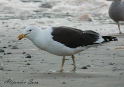Foto Gaviota Cocinera