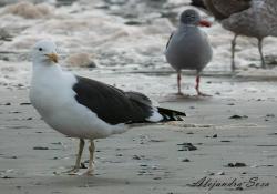 Foto Gaviota Cocinera