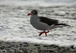 Foto Gaviota Gris