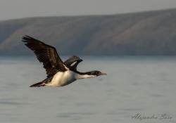 Photo Cormorán Imperial
