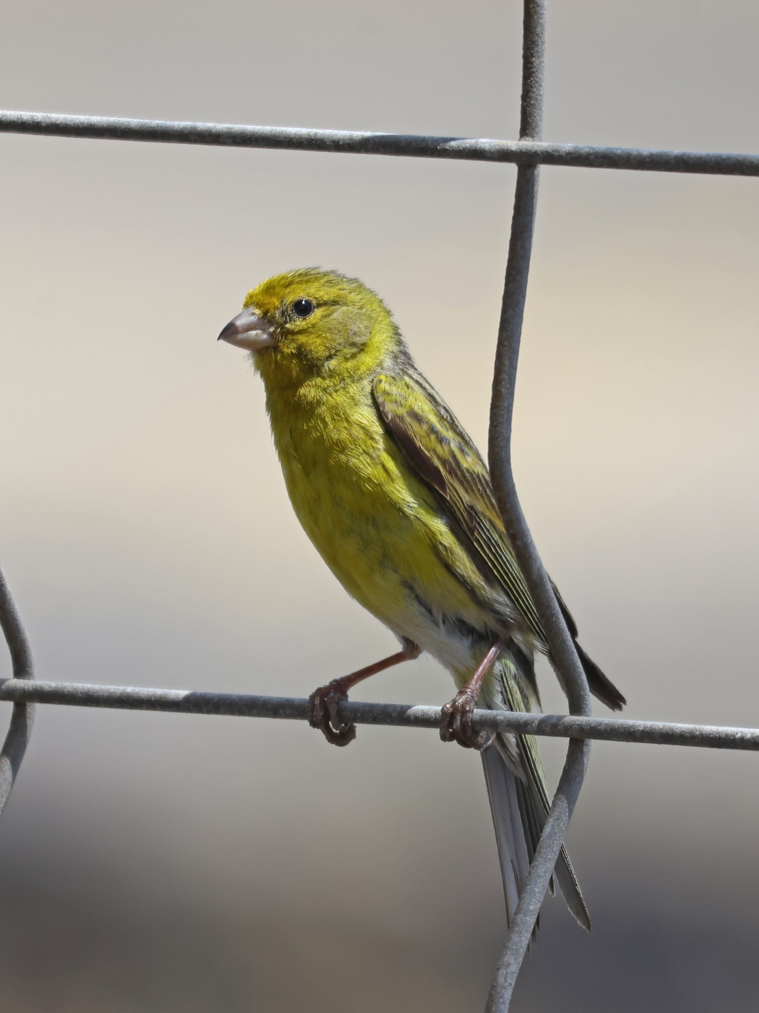 Serinus&nbsp;canaria
