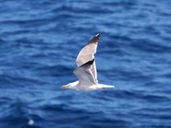 Photo Gaviota Patiamarilla