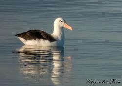 Photo Albatros Ceja Negra