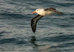 Photo Albatros Ceja Negra