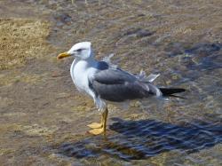 Photo Gaviota Patiamarilla