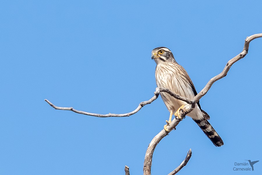 Falcãozinho-cinza (Spiziapteryx circumcincta)