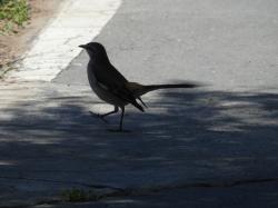 Foto Calandria Real