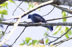 Foto Frutero Azul