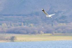 Photo Gaviota Andina