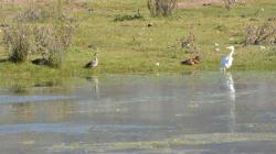 Photo Pato Colorado
