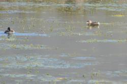 Foto Macá Pico Grueso