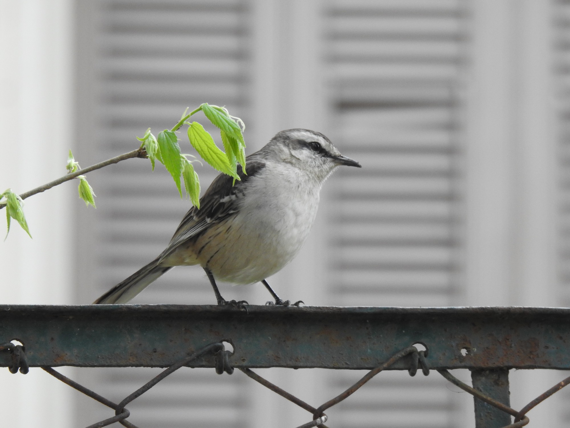 Foto Calandria Grande