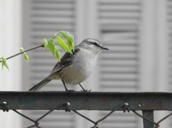 Foto Calandria Grande