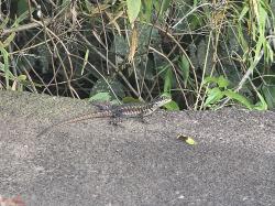 Foto Lagarto Trepador