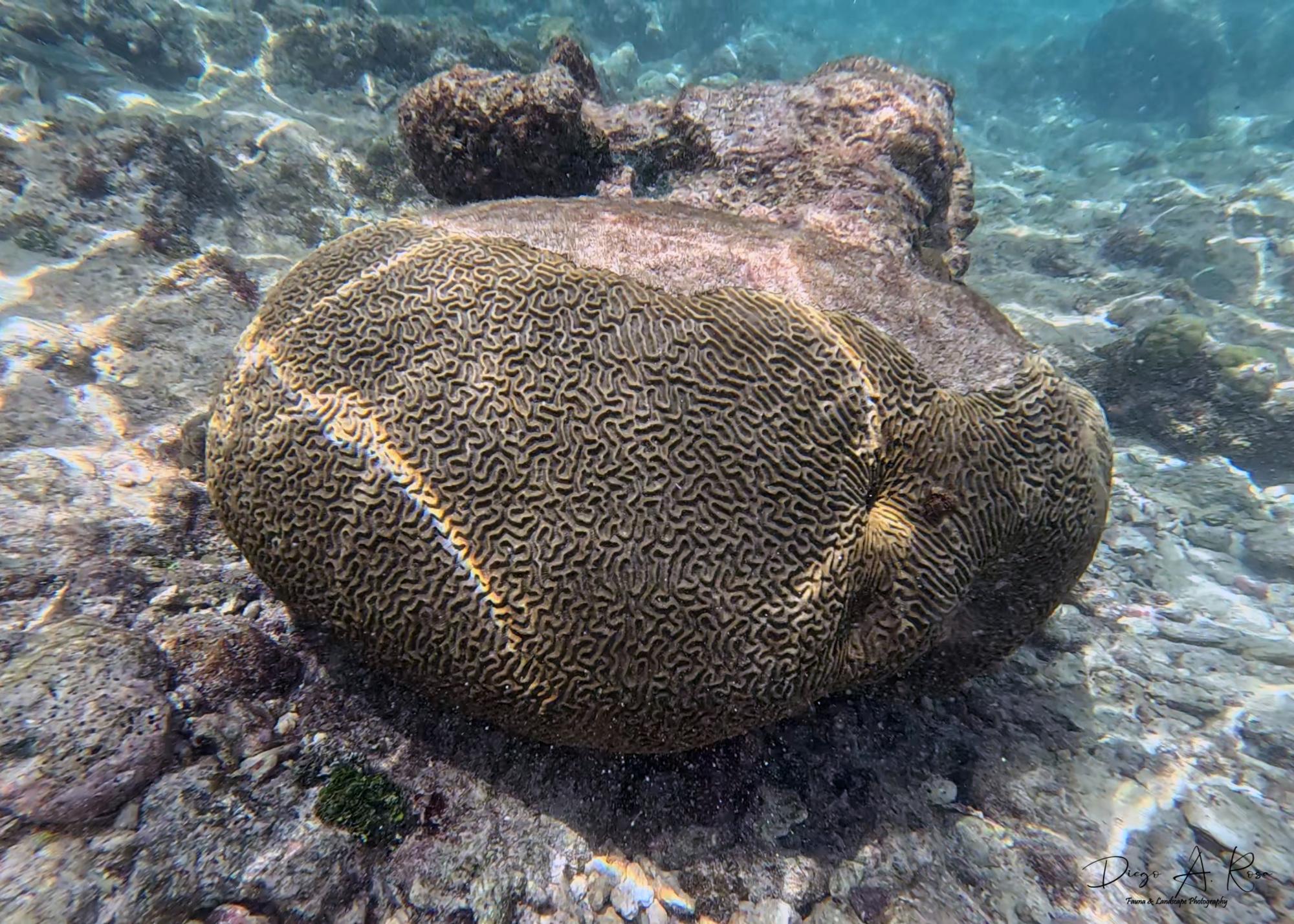 Foto Coral Cerebro