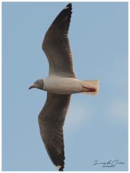 Foto Gaviota Capucho Gris