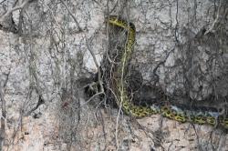 Foto Anaconda Amarilla