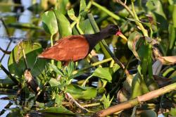 Foto Jacana