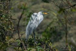 Foto Garza Blanca