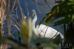 Foto Garza Blanca