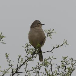 Foto Calandria Mora