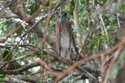 Photo Garza Cucharona