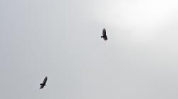 Foto Jote Cabeza Colorada