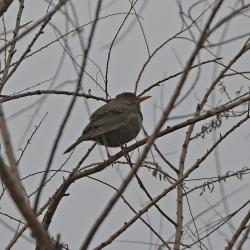 Foto Zorzal Chiguanco