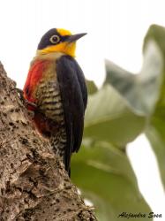 Foto Carpintero Arcoiris