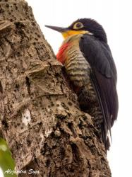 Foto Carpintero Arcoiris