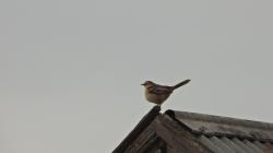 Photo Calandria Grande