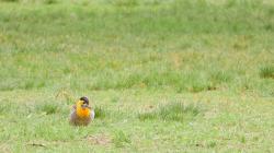 Foto Carpintero Campestre