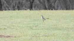 Photo Calandria Grande