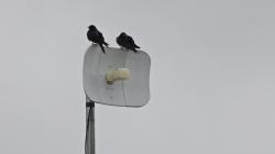 Photo Golondrina Negra