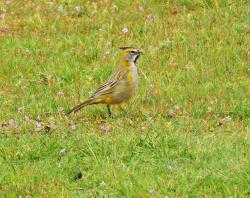 Photo Cardenal Amarillo